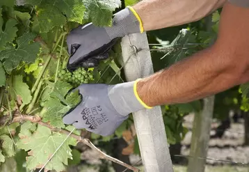 Depuis 2018, il est obligatoire d'avoir des gants de protection étanche sur la face inférieure pour travailler dans les vignes après le délai de réentrée. © Mapa
