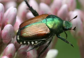 Lee touffes de soies blanches sur le pourtour de l’abdomen différencie le scarabée japonais adulte des autres coléoptères présents en France. © D. Cappaert/MSU