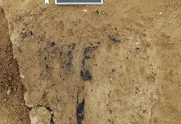 Les fouilles d'Alba-la-Romaine ont exhumé une trentaine de ceps de vigne carbonisés. Leur analyse a révélé la coexistence de vignes sauvages et domestiquées.   © Inrap