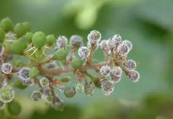 L’espèce de mildiou importée en Europe s’est adaptée à Vitis vinifera. © Inrae