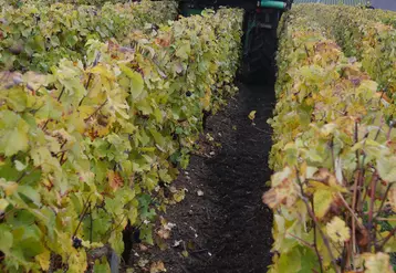 L'épandage de matière organique est l'action ayant le plus fort impact sur le stockage du carbone en viticulture.
