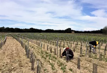 En permaculture, les rangs de vigne suivent les courbes de niveau. 