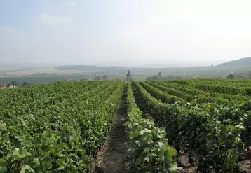 Le stockage du carbone dans les sols est l'une des voies privilégiées par la viticulture pour tendre vers la neutralité carbone. 