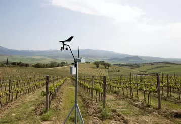 Le capteur de rayonnement solaire Solarcrop de Sencrop se couple avec l'anémomètre connecté (Windcrop) et le pluviomètre connecté (Raincrop) de la marque.