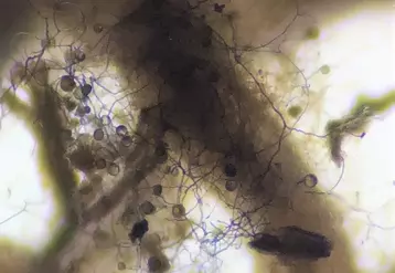 Le microbiote de la rhizosphère interagit avec la vigne, comme ce champignon qui développe son mycélium au milieu des racines.
