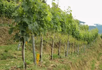 « L’effeuillage préfloral testé à Agroscope, en Suisse, consiste à ôter six feuilles depuis la base des rameaux, ainsi que les entre-cœurs. 