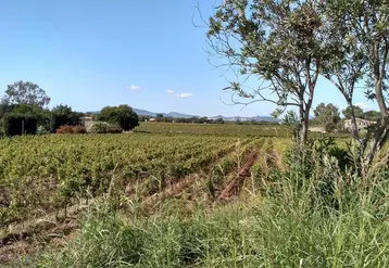 En 2021, 2 % des vignes ont changé de mains en 9 410 transactions, pour un total de 1 milliard d'euros. Le prix moyen d'un hectare de vigne en AOP varie de 6 000 euros en AOP coteaux d'ancenis à plus de 7 000 000 euros en AOP bourgogne grand cru en Côte-d'Or. 