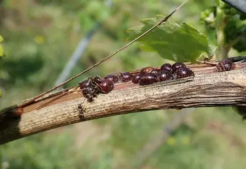 La cochenille du cornouiller (Parthenolecanium corni) est celle que l’on retrouve un peu dans tous les vignobles.
