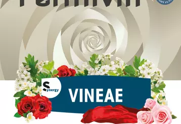 Œnobrands lance une levure Hanseniaspora vineae pour les vinifications 2022, nommée Fermivin Vineae. 