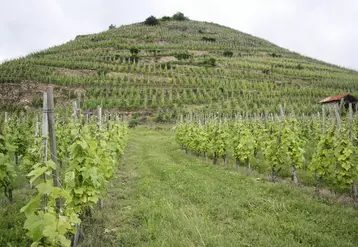 Les vignes en échalas ont un aspect esthétique indéniable.