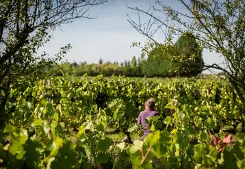 Avec le partenariat noué entre l'AOP cheverny et l'association de start-up La Wine Tech, les producteurs vont pouvoir repérer et tester des solutions innovantes.   