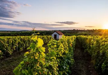 L'outil d'autodiagnostic lancé par le vignoble du Centre-Loire est complémentaire de la charte environnementale qu'il a préalablement diffusée.  