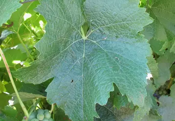 Les feuilles de lilaro sont rondes, avec des sinus latéraux peu prononcés.