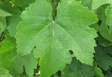 Les feuilles adultes du cépage grec moschofilero ont une couleur vert franc.