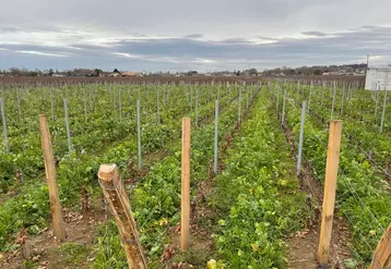 L'enherbement fait partie des pratiques culturales favorisant la captation de l'eau pluviale dans les vignes.