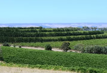 Dans la McLaren Vale, en Australie, des rangées d'arbres sont implantées au milieu des vignes, afin de servir d'ombrage et de brise-vent.