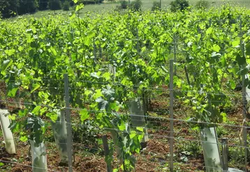 Parcelle de vigne en IGP charentais Saint-Sornin en Charente Reportage sur la relance de cette dénomination en mai 2020. 