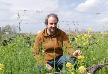 Victor Moreaud, vigneron à Saint-Émilion, en Gironde, accorde une grande importance aux couverts végétaux dans les vignes.