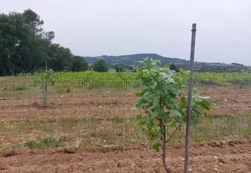 Plusieurs vignobles cherchent aujourd'hui à identifier des cultures alternatives et complémentaires de celle de la vigne. Dans le Vaucluse, le pistachier rassemble de plus ...