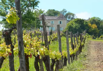 Le vignoble de Bergerac travaille sur quatre dénominations géographiques complémentaires. Celle de l'aire d'Issigeac pourrait être la première à aboutir.