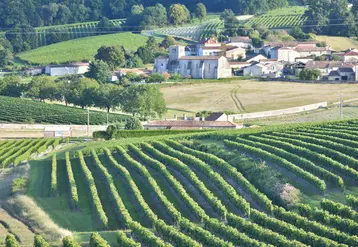 Viticulture charentaise. Vignoble du Cognaçais. Vigne de cépage Ugni Blanc pour la production de cognac. raisin blanc. paysage viticole. village au milieu des vignes. ...