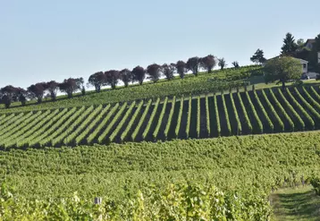 Vignoble du Bergeracois. paysage viticole dans la région de Bergerac. vignes. vigne.