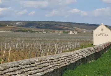 Les vignes de Côte-d'Or tirent toujours le marché du foncier vers le haut.
