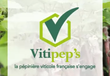 Vitipep's