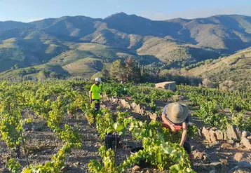 Les vendanges ont commencé le 8 août au Clos Saint Sébastien, domaine viticole de Banyuls sur Mer des les Pyrénées Orientales.