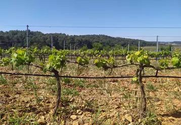 Installation d'irrigation dans des vignes en Occitanie.