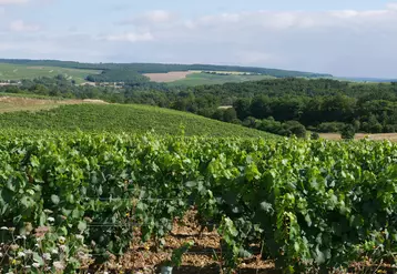 Paysage de vigne près de Chablis.