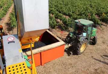 Machine à vendanger Grégoire en train de verser les raisins dans la benne du tracteur.