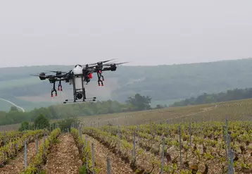 Démonstration de traitement phytosanitaire (à l'eau) des vignes avec un drone, au Champagne Serge Mathieu, à Avirey-Lingey dans l'Aube, le 4 mai 2022. 