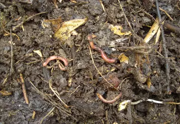 Vers de terre sur du compost. Organismes vivants présents dans le sol. Ver de terre