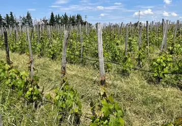 Chez Paul Esteve et Chrystelle Vareille, vignerons au Domaine des Miquettes, à Cheminas, en Ardèche, en appellation saint-joseph et vins sans IG

Parcelle de chasselas ...