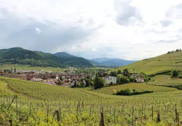 Près de 2 650 hectares de vignes composent le groupement des caves coopératives alsaciennes Bestheim et Wolfberger.