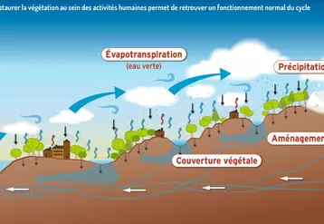 Graphique : Cycle de l'eauRestaurer la végétation au sein des activités humaines permet de retrouver un fonctionnement normal du cycle
