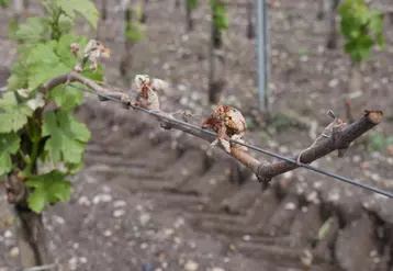 Avec l’arrivée du printemps, les craintes de gel de la vigne ressurgissent dans les esprits. 