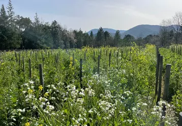 Planter des vignes en gobelet et introduire des engrais verts en interrang sont deux leviers permettant de lutter contre la sécheresse.