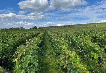 Paysage viticole lors des vendanges manuelles le 15 septembre 2023, à Tauxières, dans la Marne, en Champagne
Vignes enherbées. Parcelle de pinot noir