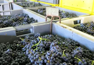 Vendanges manuelles de raisins rouges et blancs à la cave coopérative vinicole la Goutte d'or, à Vertus dans la Marne, vendanges 2015, champagne, congrès Cnaoc, récolte