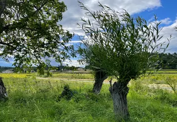 Les arbres taillés en trogne sont un réservoir de biodiversité utile à la vigne.