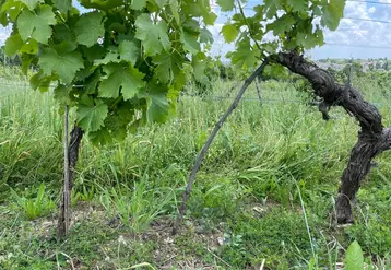Le marcottage permet de créer un nouveau plant très rapidement, un argument qui séduit certains viticulteurs.