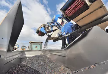 Vendange mécanique au Château La Louvière à Pessac Léognan en Gironde. Machine à vendanger. Récolte du raisin. Equipement en viticulture. Vigne.