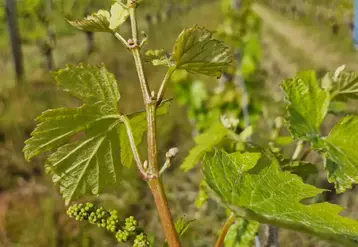 Des phénomènes de filage des vignes inhabituels en Val de Loire
