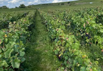 Vendanges dans la Marne