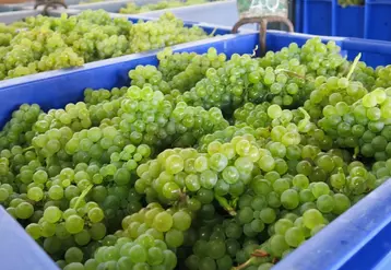 Vendanges manuelles de raisins rouges et blancs à la cave coopérative vinicole la Goutte d'or, à Vertus dans la Marne, vendanges 2015, champagne, congrès Cnaoc, récolte