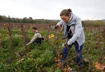 viticulture. vigneron et salariée au travail dans les vignes. taille Guyot dans une parcelle de Pinot Meunier dans le vignoble de Champagne. sécateur. emploi des jeunes.