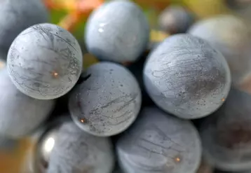 Vigne / détails cépage de Gamay / raisin noir / Beaujolais / baie / baies / grain / grains