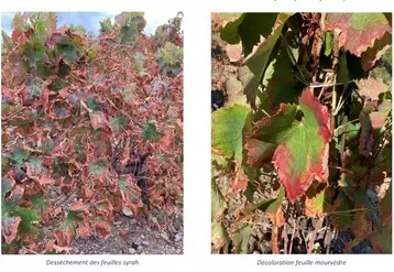La cicadelle africaine, Jacobiasca lybica, provoque des dégâts conséquents sur la vigne, allant de la décoloration au dessèchement complet de la feuille.